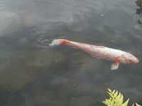  06-4-29koi.JPG 