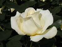 06-5-28rose-siro.JPG 