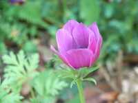  5-4anemone3-s.jpg 
