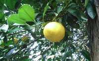  mikan_01.jpg 