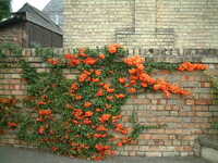  20041027-orange.JPG 