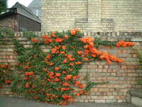 20041027-orange_berries.JPG 