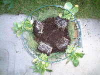  20041117-garden0411_6_basket2.JPG 
