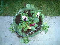  20041117-garden0411_7_basket3.JPG 
