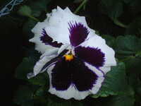  20041117-garden0411_8_basket4.JPG 