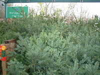  20041129-garden0411_10_xmas_trees.JPG 