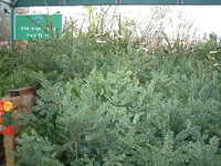  20041129-garden0411_xmas_trees.JPG 