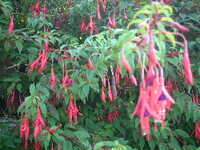  20050111-orkney_fuchsia1.JPG 