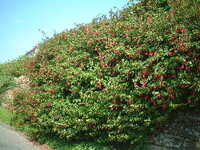  20050111-orkney_fuchsia2.JPG 