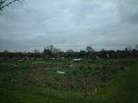  20050203-allotment1.JPG 