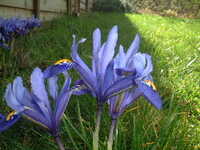  20050214-irises.JPG 