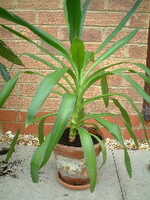  20050401-indoor_plant.JPG 