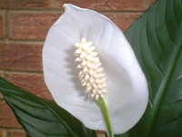  20050401-peace_lily.JPG 