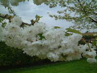  20050523-wimpole_sakura.JPG 