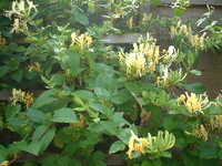  20050707-honeysuckle1.JPG 
