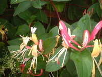  20050707-honeysuckle2.JPG 