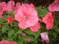  20050707-petunia2.JPG 