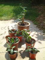  20050904-propagation.JPG 