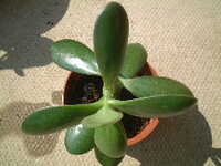  20050904-propagation2.JPG 