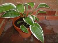  20050923-hosta_francee.JPG 