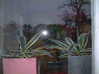  20060116-agave.JPG 