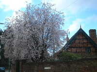  20060410-sakura.JPG 