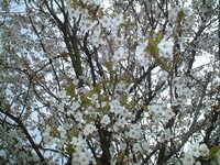  20060410-sakura2.JPG 