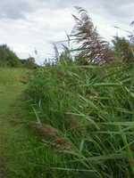  20080824-fen_sedge1.jpg 
