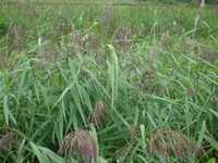  20080824-fen_sedge2.jpg 