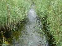  20080829-fen_water1.jpg 