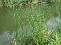  20080829-fen_water3.jpg 