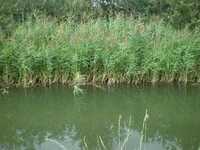  20080829-fen_water4.jpg 