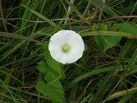  20080830-fen_flower5.jpg 