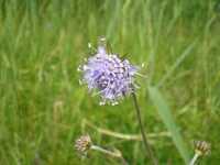  20080830-fen_flower6.jpg 