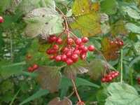  20080831-fen_berry1.jpg 