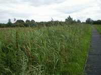  20080903-fen_path2.jpg 