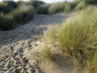  20100103-091228_studland7.jpg 