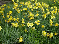  20100425-100416_royston_daffodils.jpg 