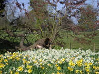  20100425-100418_wimpole_daffodils_2.jpg 