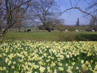  20100425-100418_wimpole_daffodils_3.jpg 