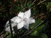  20131126-131108_clematis_2.jpg 