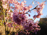  20140317-140317_sakura.jpg 