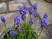  20140330-140329_muscari_2.jpg 