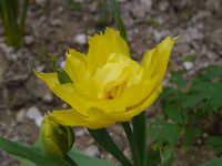  20140406-140405_tulip_2.jpg 