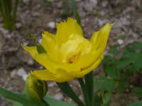  20140406-140405_tulip_2_a.jpg 