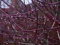 20150105-150114_twigs.jpg 