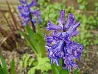  20170323-170313_hyacinth.jpg 