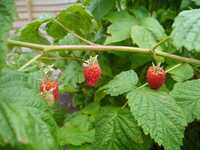  20170704-170630_rasberries_1.jpg 