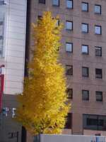  20171225-171203_ginkgo.jpg 