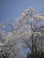  050407_sakura.jpg 